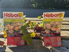 Weisse Erdbeeren – 2 Pflanzen im Set | Exotische Rarität