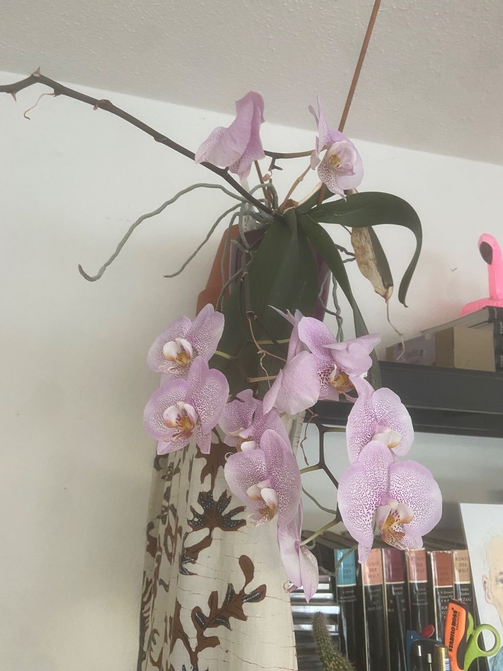 Plantes & graines: Fleissige Orchidee  - rosa – D'occasion à Meilen par rowland534