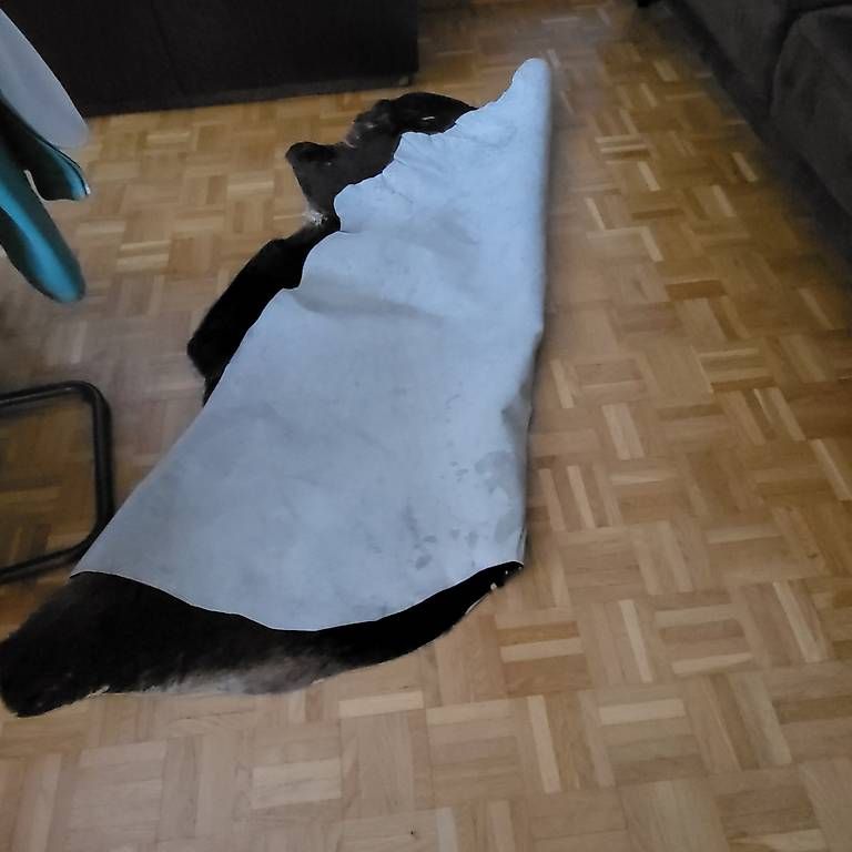 Tappeti: Kuhfell Teppich – Usato da Romanshorn venduto da Auri 2