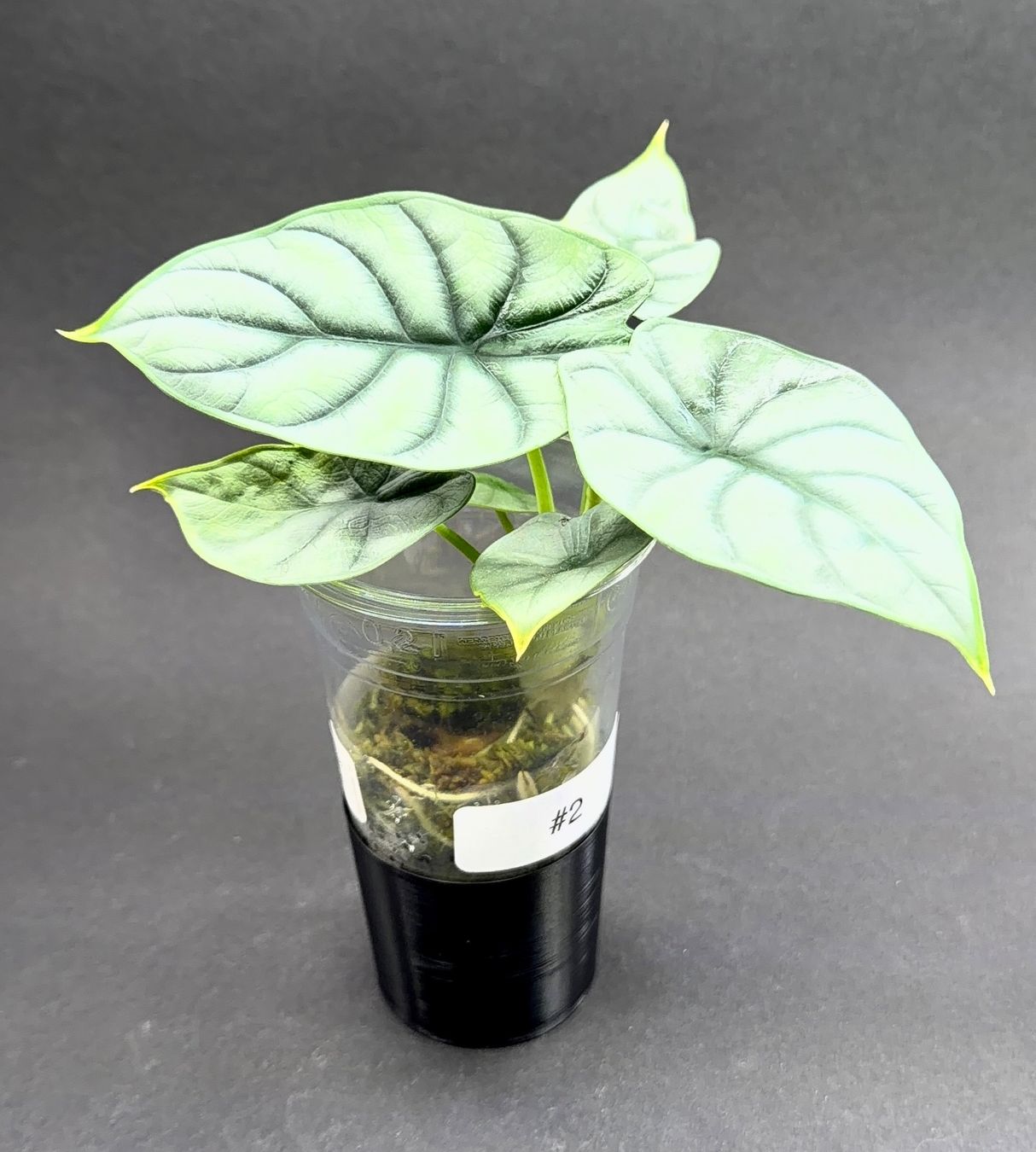 Piante & sementi: 🌿 Alocasia 'Silver Dragon' #2 – Usato da Zürich venduto da jpquast