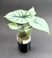 🌿 Alocasia 'Silver Dragon' #2