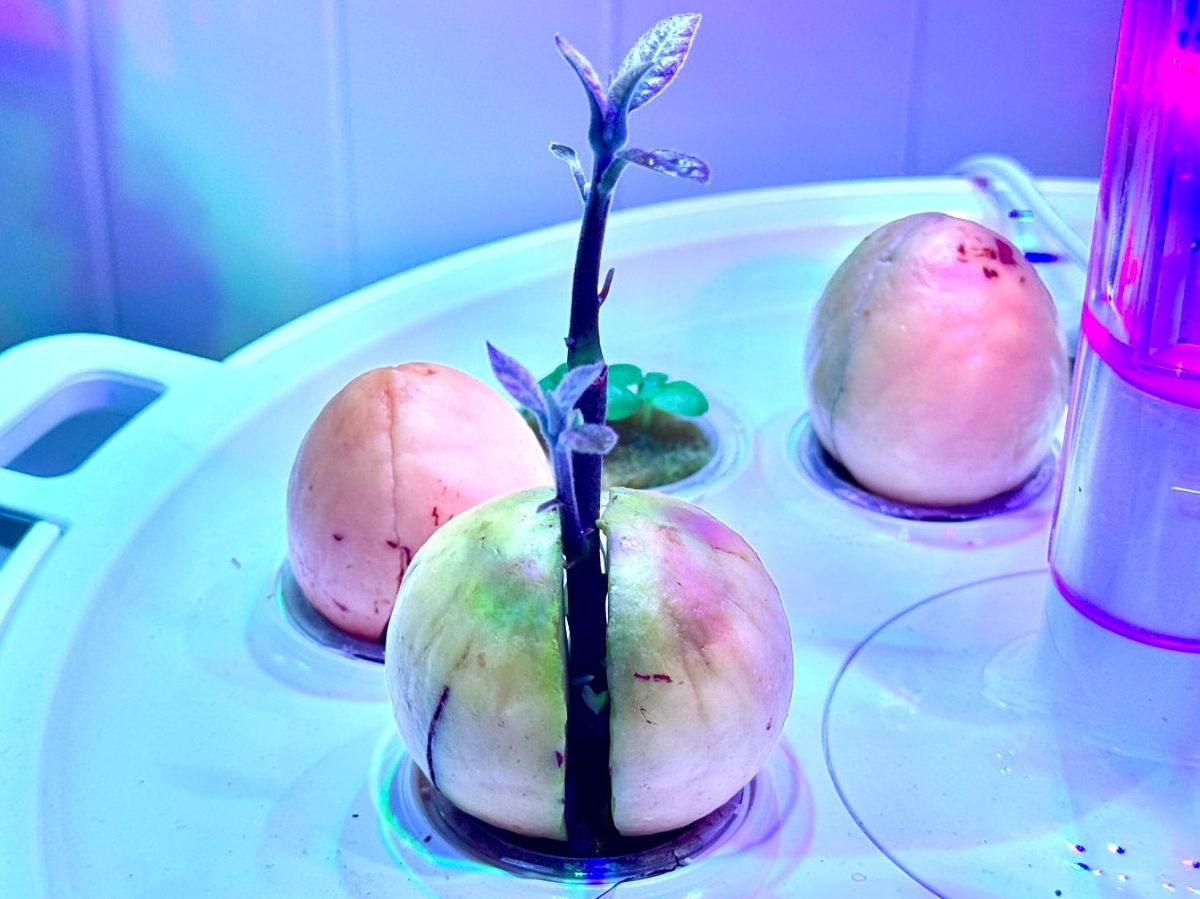 Piante & sementi: Avocado Baum (doppel stamm) – Nuovo (secondo la descrizione) da Schlieren venduto da Edgar_k 2