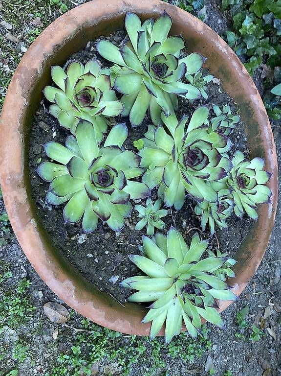 Piante & sementi: Pianta Grassa " Sempervivum "  – Usato da Cureglia venduto da Alevintage74 3