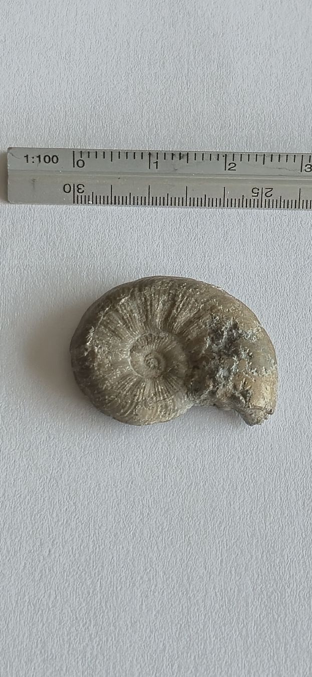 Fossili: Original Ammonit Fossil mit schöner Struktur – Usato da Hägendorf venduto da STrANDGuT86