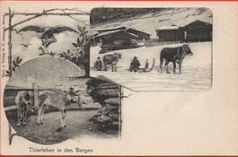 DAVOS Tierleben in den Bergen, Kuh zieht Schlitten
