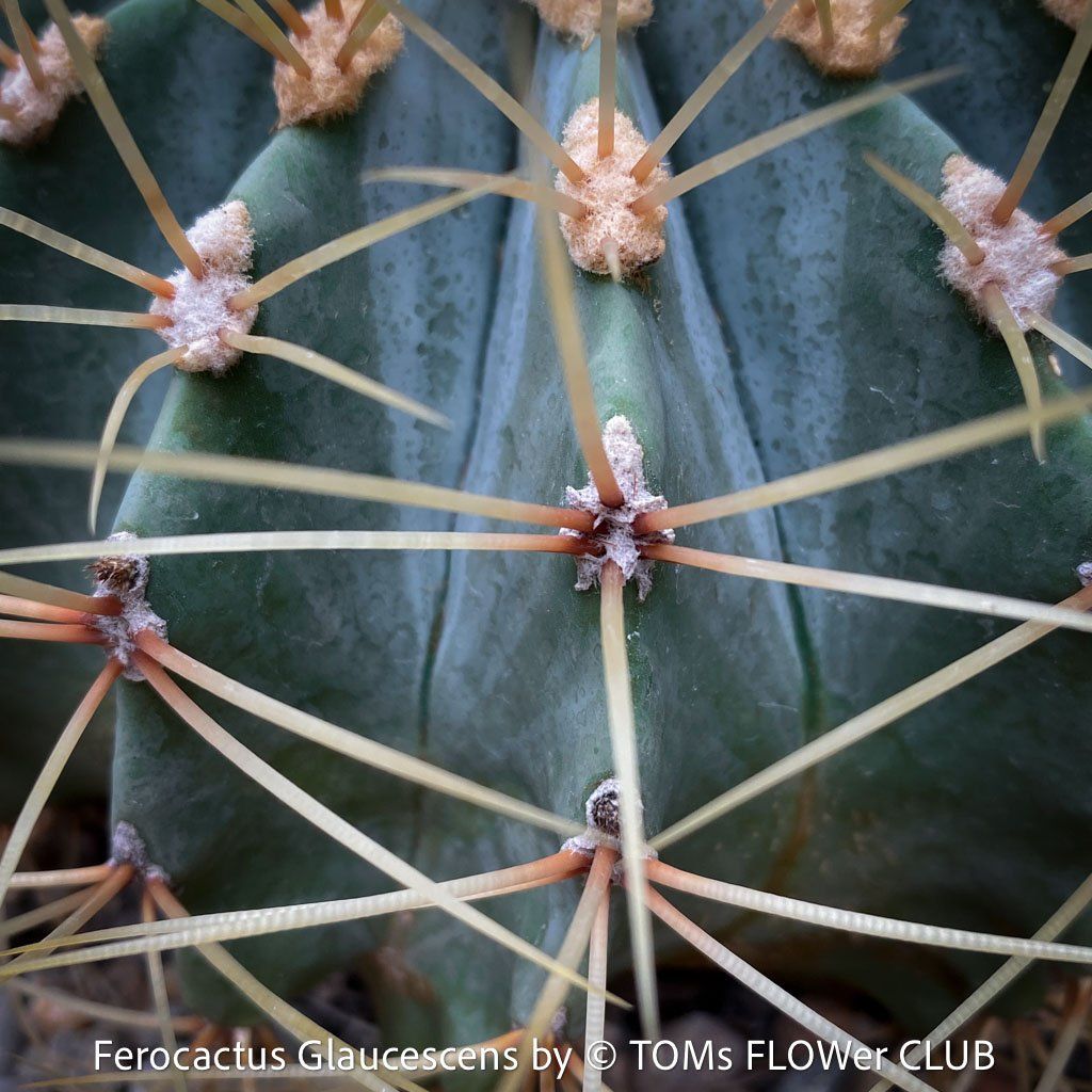Piante & sementi: Ferocactus Glaucescens - "Blue Barrel Cactus" - einzigartig – Nuovo e nell'imballaggio originale da Adliswil venduto da astom369 3