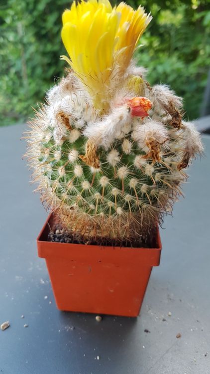 Kaktus Parodia aureispina Blte gelb (Gebraucht) in Horw fr CHF 7  nur  Abholung auf Ricardo kaufen