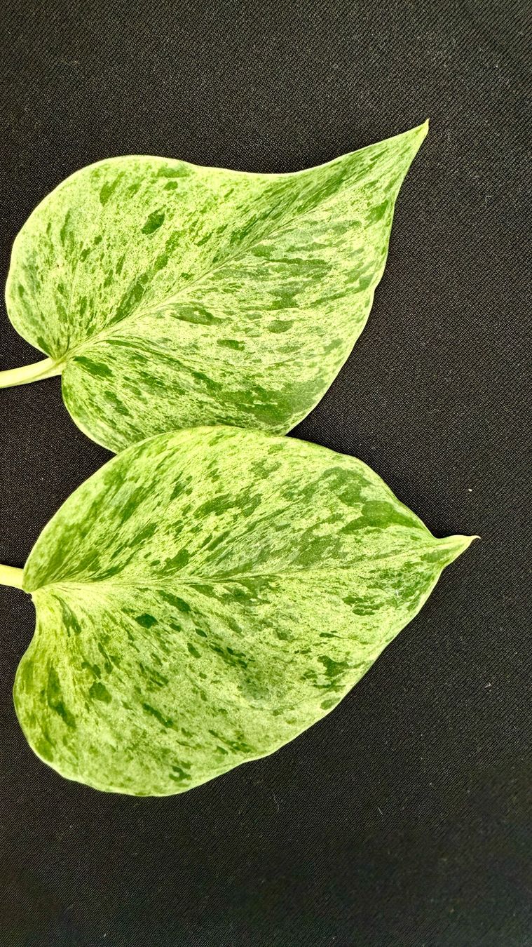 Piante & sementi: gefleckte Efeutute (Epipremnum)"Marbel Queen" – Nuovo (secondo la descrizione) da Auenstein venduto da EW89 6