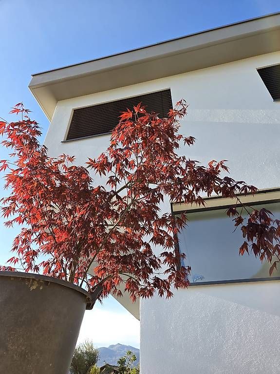 Piante & sementi: Acero rosso – Usato da Cadro venduto da Ema710 1