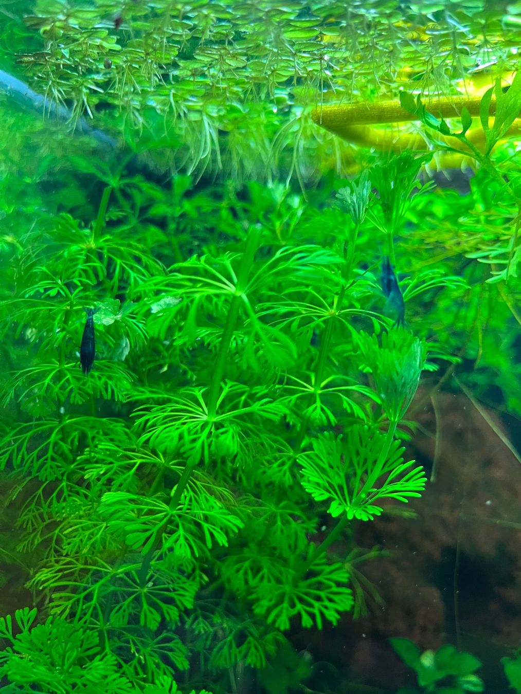 Piante & sementi: limnofila sessiflora – Usato da Zürich venduto da SummerUmbrage