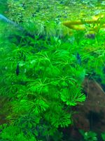 limnofila sessiflora