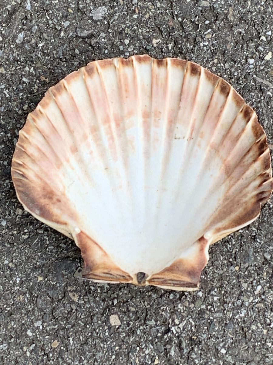 Fossili: „MUSCHELN“ – Usato da Wangen b. Olten venduto da Finolino28 3