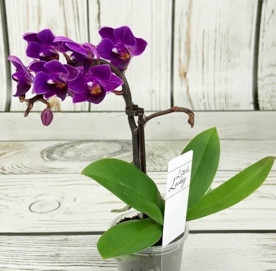 Piante & sementi: Mini  Orchidee WILD "Phalaenopsis FUCHSIA" 20 cm – Nuovo e nell'imballaggio originale da Rovio venduto da POSITIFFARTandPLANTS 2