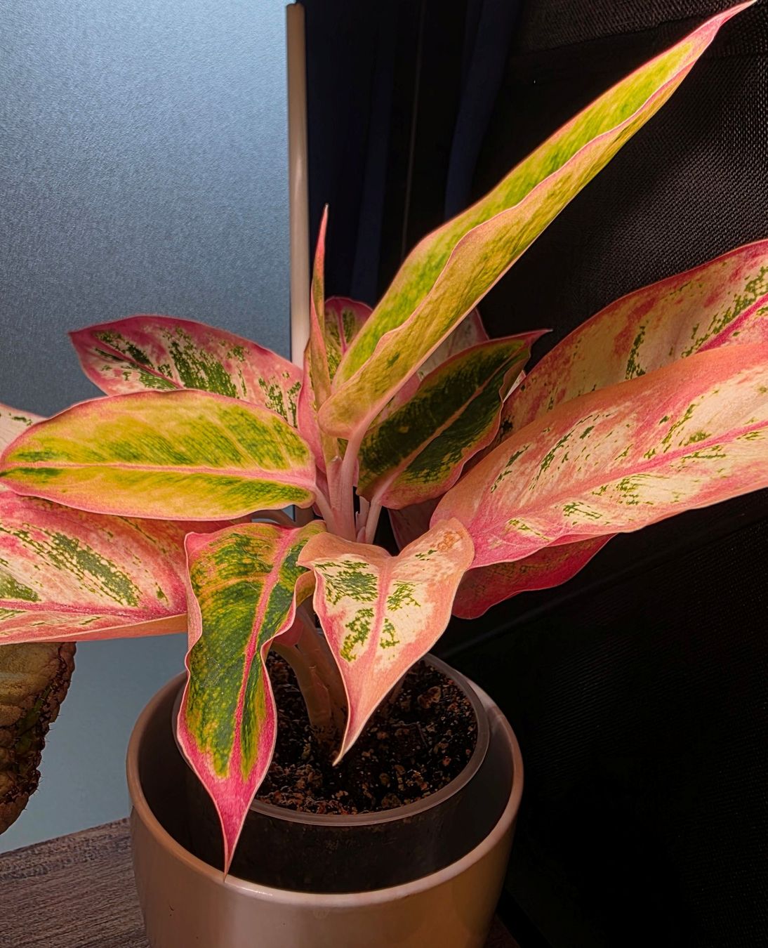 Plantes & graines: Aglaonema Salmon Fantasy – D'occasion à Winterthur par jar_w2vp