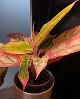 Aglaonema Salmon Fantasy