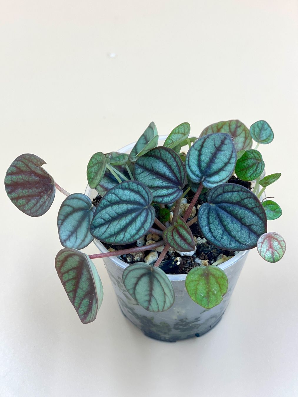 Pflanzen & Samen: Peperomia caperata - Zierpfeffer – Neu (gemäss Beschreibung) aus Zürich von Leafscape