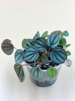 Peperomia caperata - Zierpfeffer