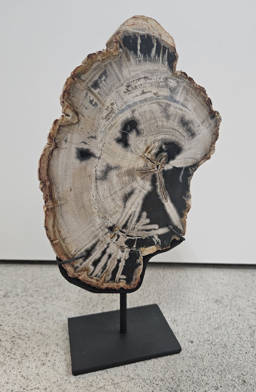 Fossiles: Versteinertes Holz auf Ständer – D'occasion à Ottikon b.Kemptthal par Jigsaw1 1
