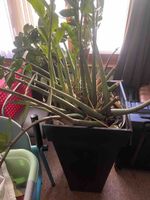 Zamioculcas Zimmerpflanze in riesigem schwarzem Topf