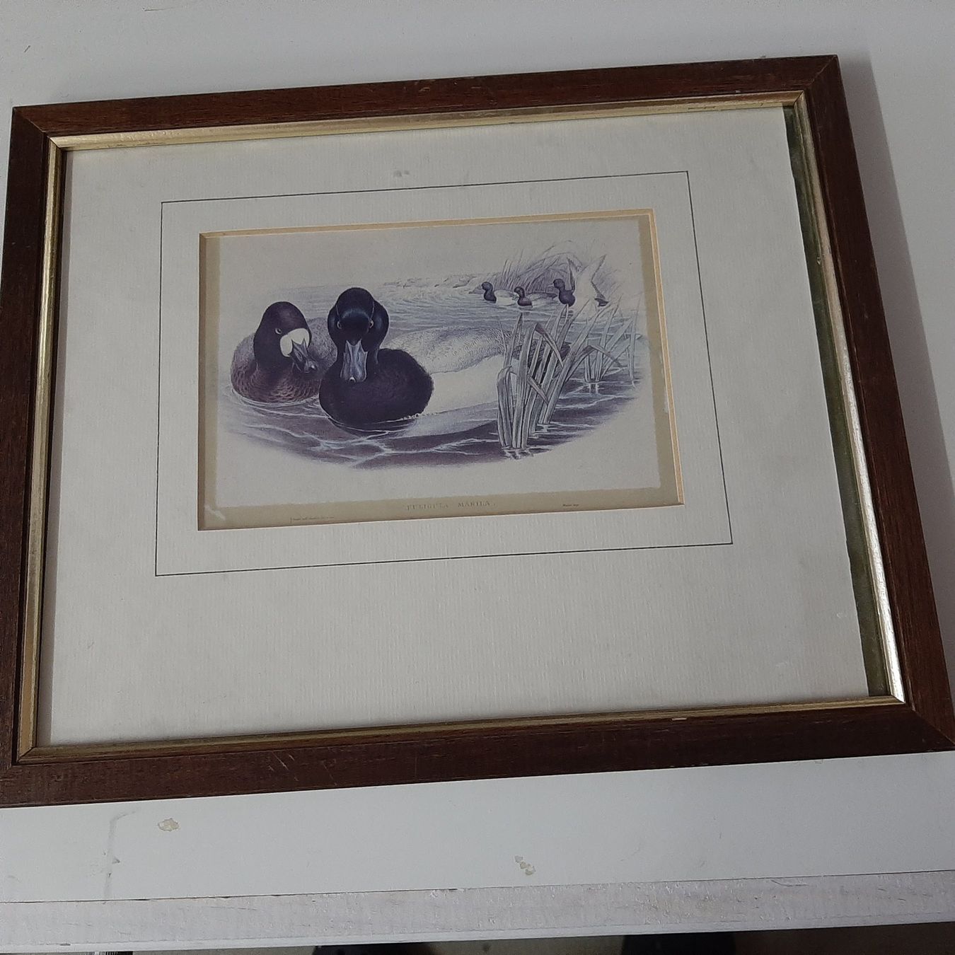 Foto & Immagini: Entenbild – Usato da Zürich venduto da Schoebi19