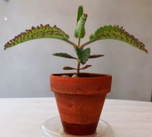 Kindlibaum mit vielen Ablegern