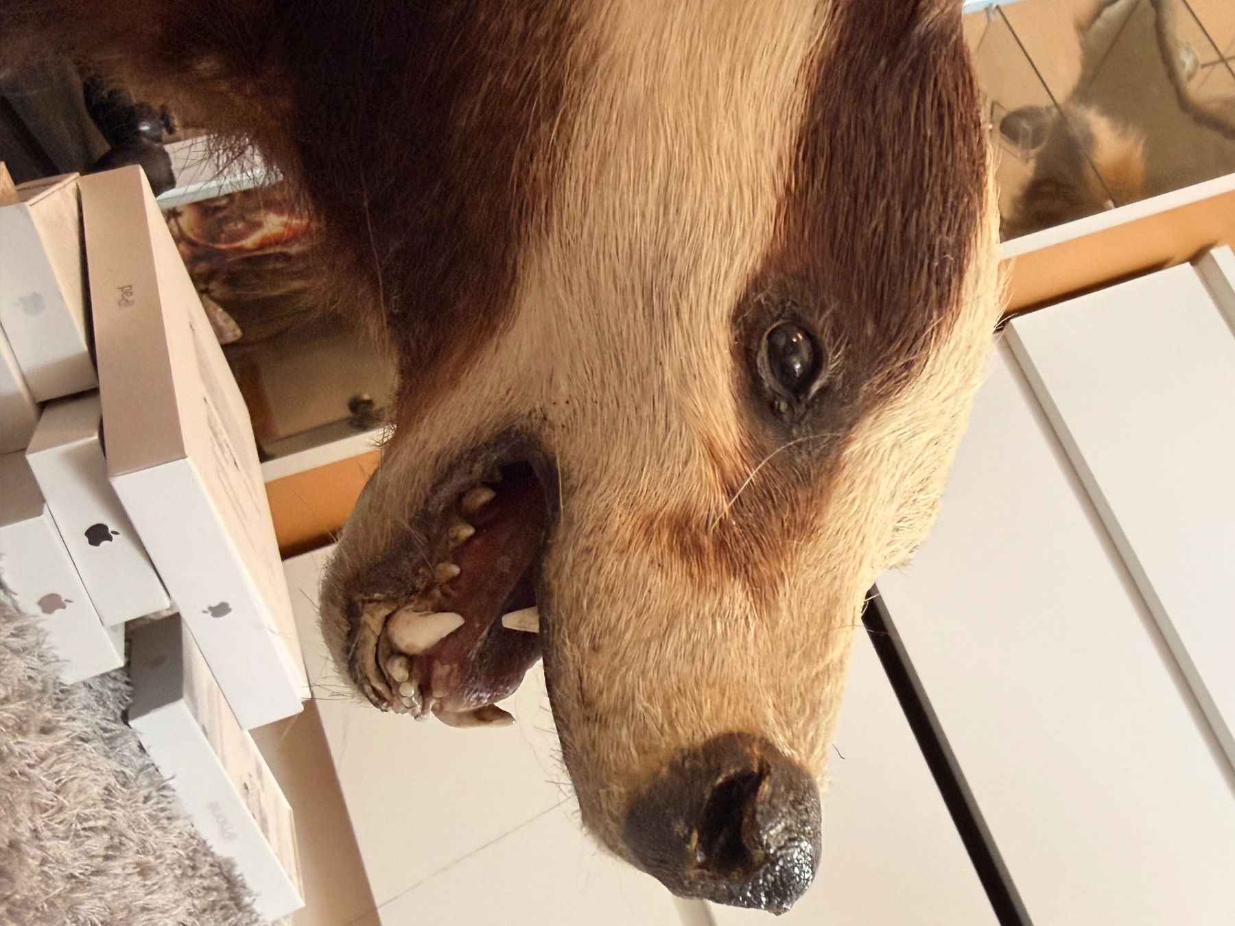 Il mondo degli animali: präparierter dachs neu – Usato da Greifensee venduto da Froschkoenig09 4