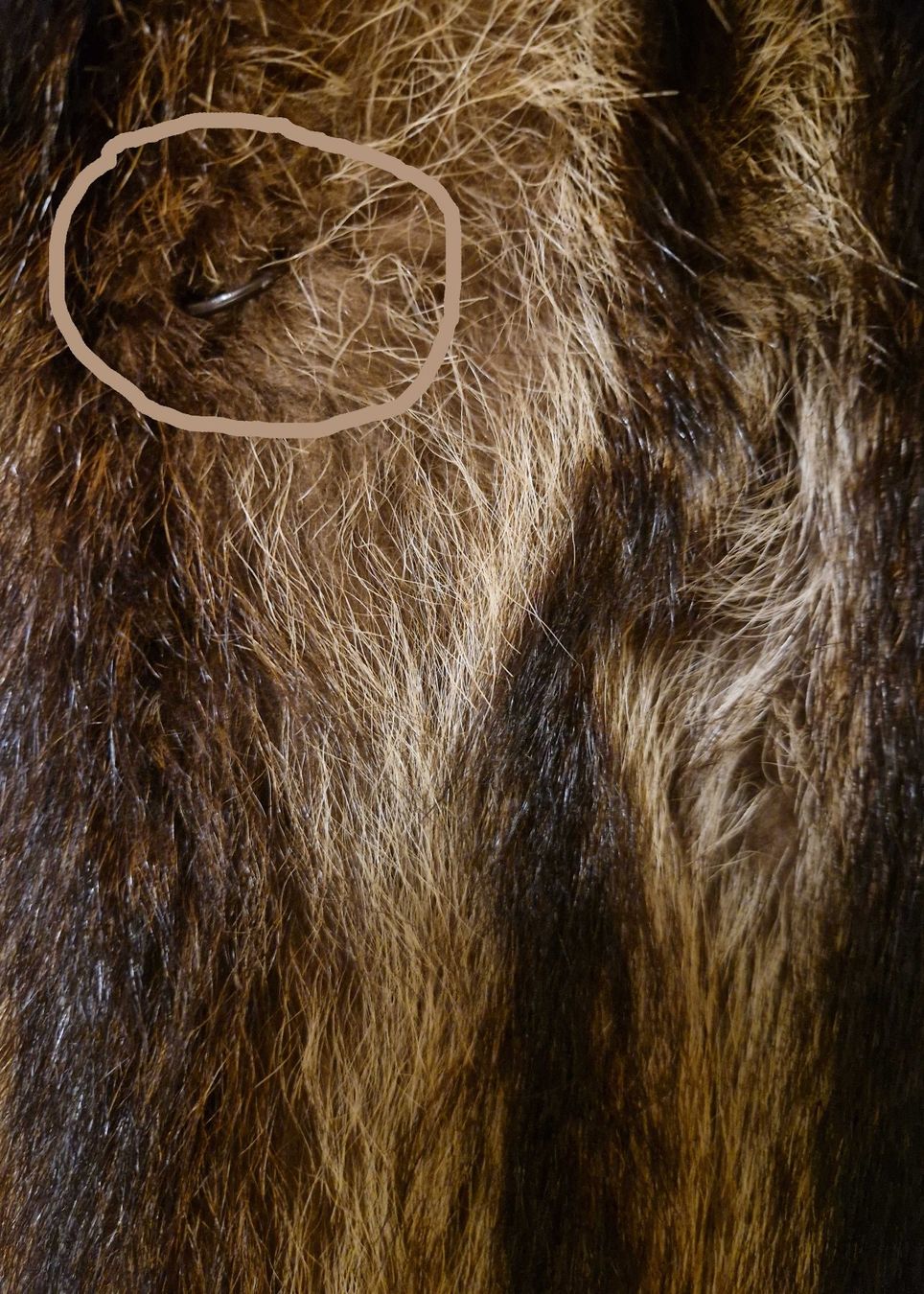 Cappotti: Wunderschöner Waschbär Pelzmantel Gr. 38 – Usato da Stallikon venduto da Oceanblue1 4