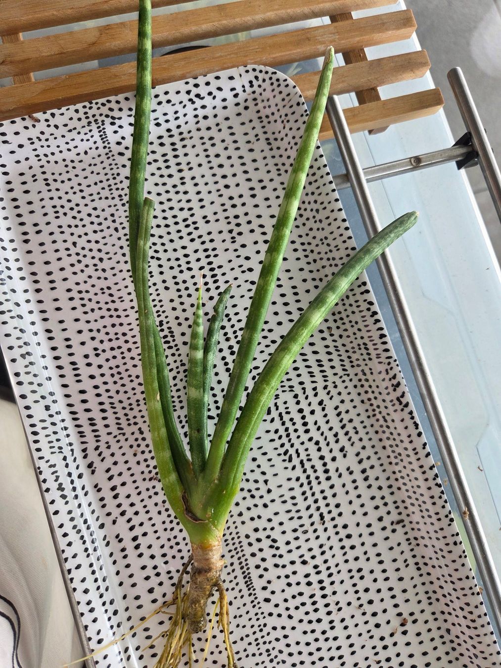 Pflanzen & Samen: ** sansevieria cylindrica** – Gebraucht aus Broc von omegadlocks