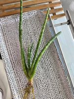 ** sansevieria cylindrica**