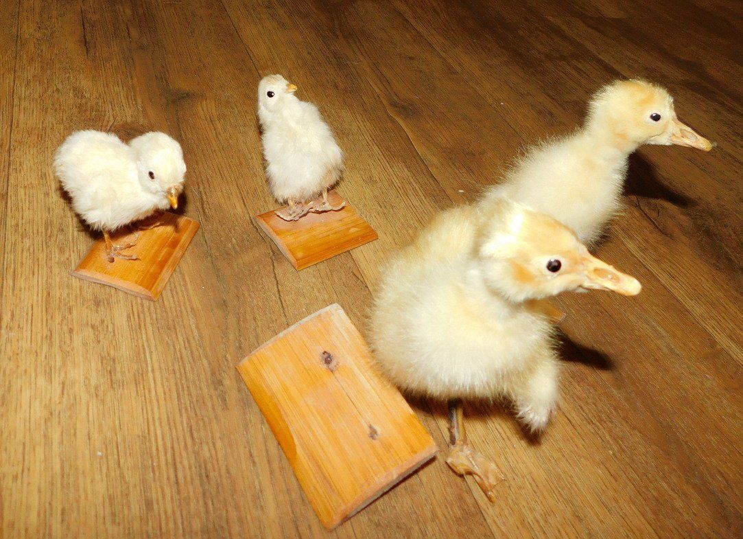 Welt der Tiere: Echte Kücken ausgestopft, 4 Stück – Gebraucht aus Villnachern von Niggo0 2