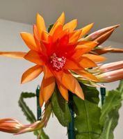 Epiphyllum „Front Runner“ Blattkaktus Epicactus