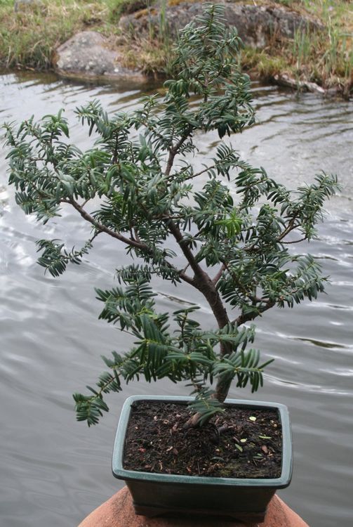 BONSAI Europäische Eibe Kaufen auf Ricardo