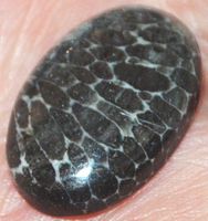 Cabochon L-1827 – Schwarze Fossil Koralle 23x15mm