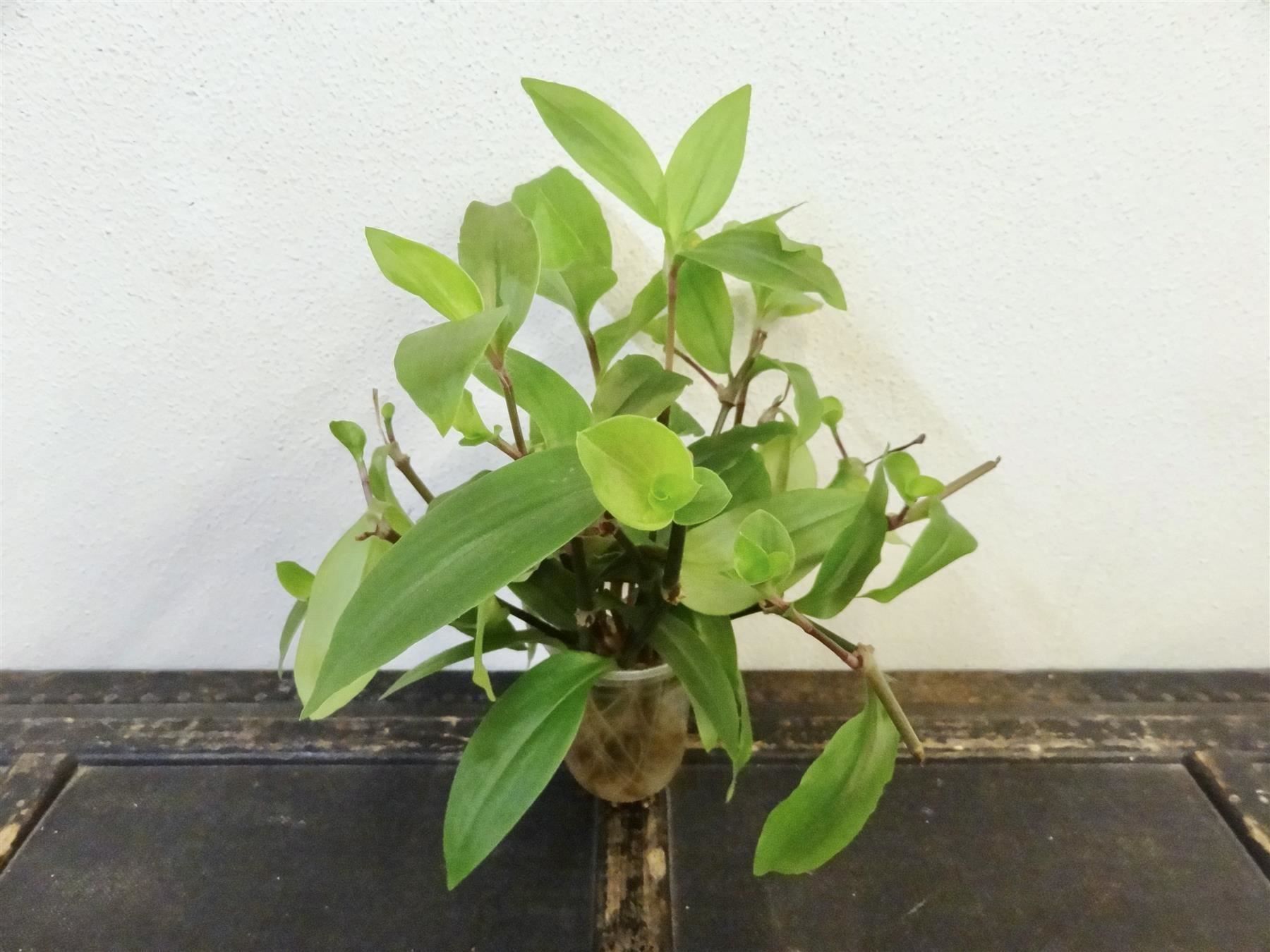 Piante & sementi: Dreimasterblume Tradescantia Fluminensis – Nuovo e nell'imballaggio originale da Kerzers venduto da zimmergruen