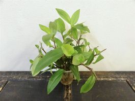 Dreimasterblume Tradescantia Fluminensis