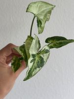 Syngonium Three Kings - Kopfstecklig #2