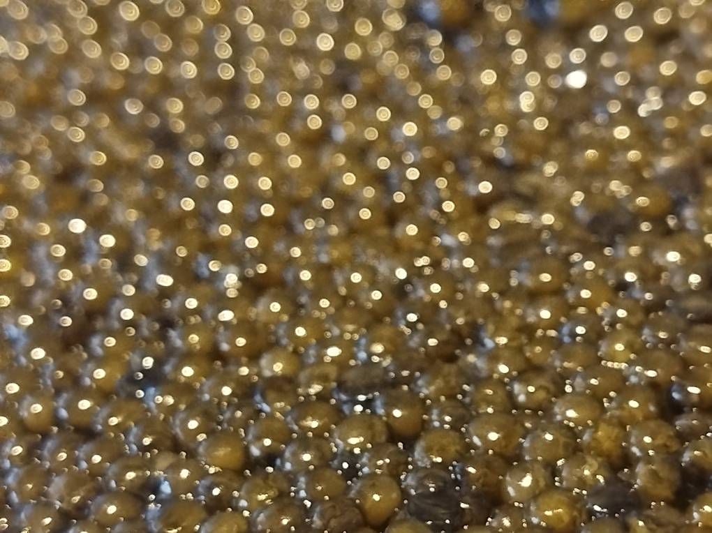 Kit di modellismo & Modellini statici: Beluga Caviar  – Usato da Rupperswil venduto da Viland_Dann 2