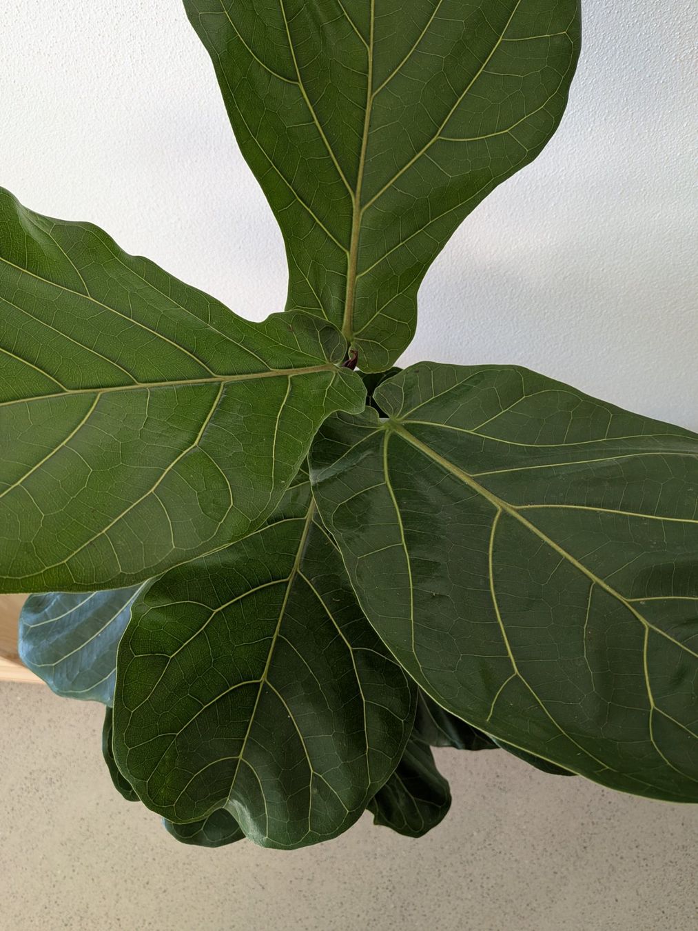 Piante & sementi: Ficus Lyrata XL - Geigenfeige - 155cm – Usato da Zürich venduto da sve_kk5x 2