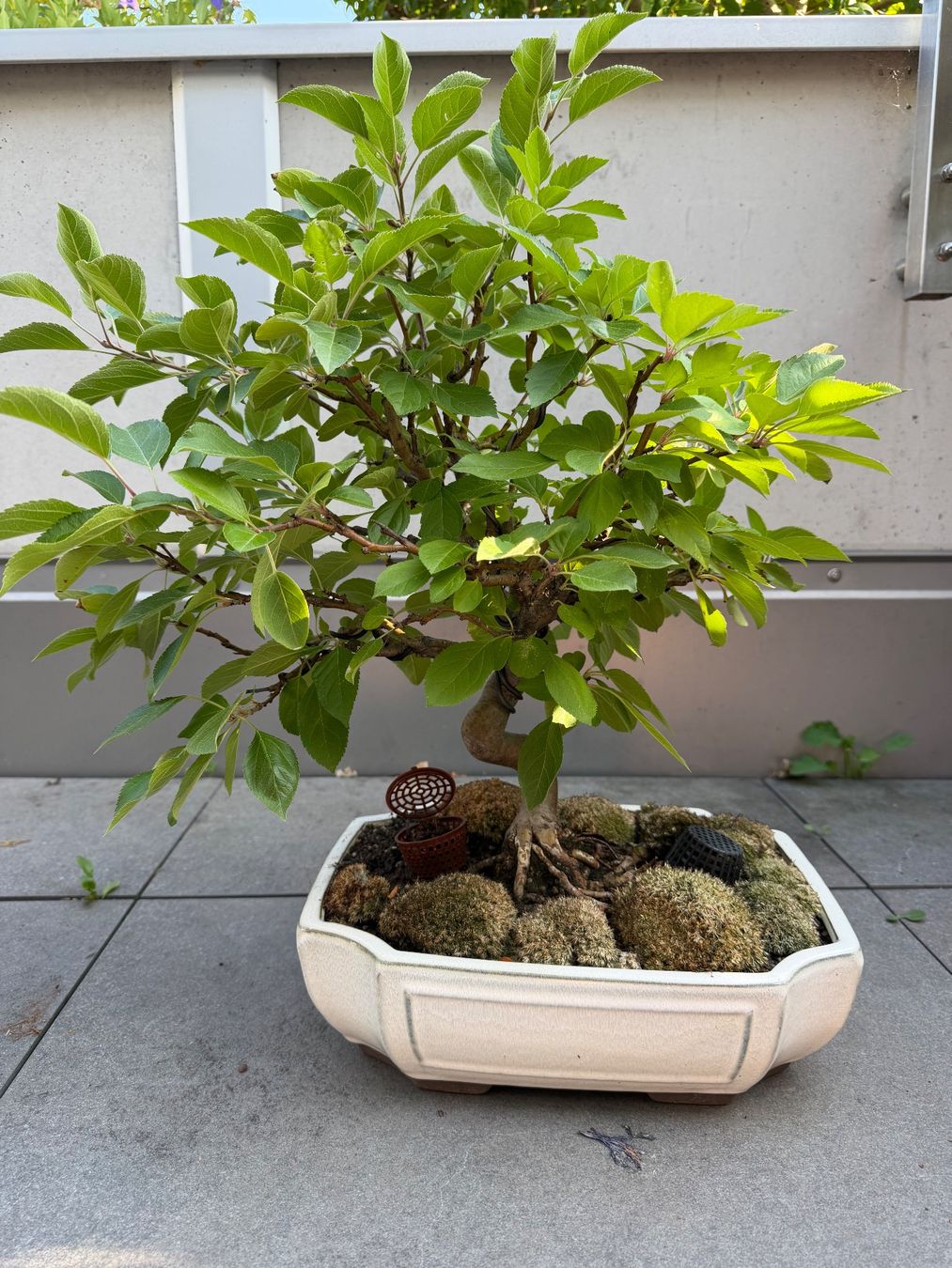 Piante & sementi: Zierapfel Bonsai – Usato da Ennetbaden venduto da miboo 1