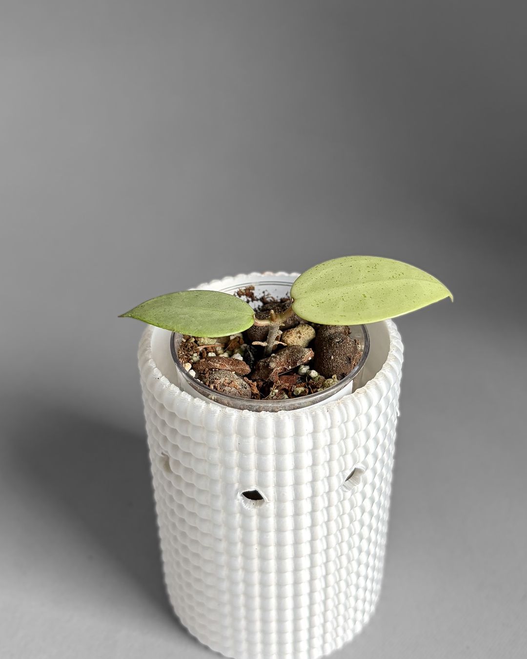 Piante & sementi: Hoya Verticillata 'Silver Heart' – Nuovo (secondo la descrizione) da Seuzach venduto da ani_ma 1