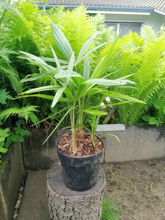 Junge Tessiner Palme | Kaufen auf Ricardo