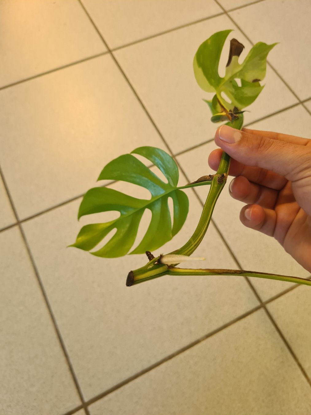 Piante & sementi: Monstera Minima Variegata Kopfsteckling – Usato da Endingen venduto da ale_jjv2 2