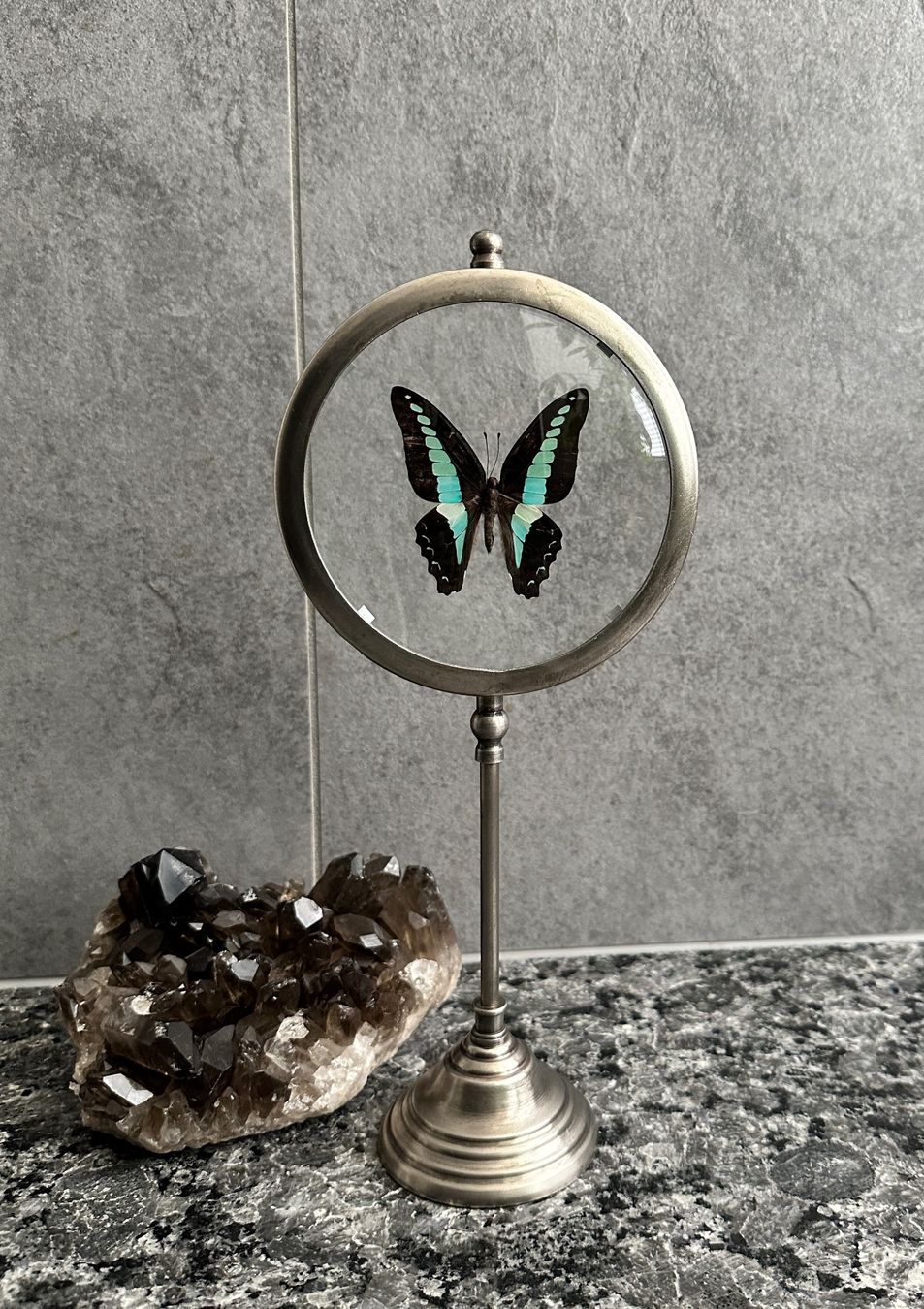 Il mondo degli animali: Papillon naturalisé – Nuovo (secondo la descrizione) da Biel/Bienne venduto da Dragonpandora