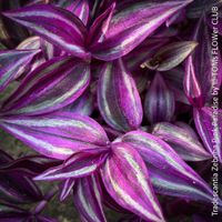 Tradescantia Zebrina Pink Paradise - was für 1Schönheit