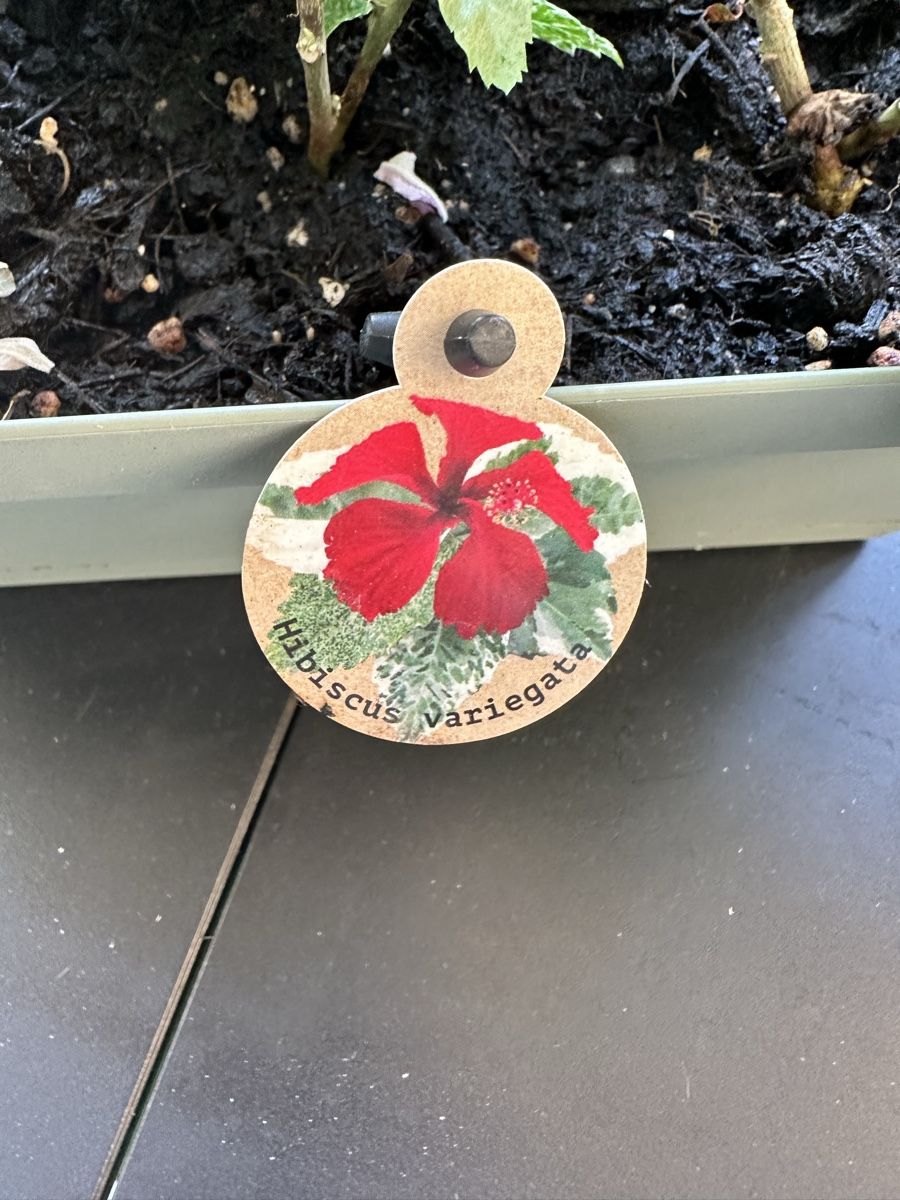 Pflanzen & Samen: Hibiskus 🌺 seltene Sorte !!!! – Gebraucht aus Bern von womiman 3