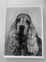 Fotp 1960er Jahre English Cocker Spaniel