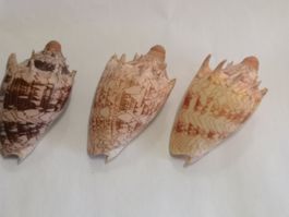 3x Muschel Voluta Imperialis Muscheln Meeresschnecke 11cm