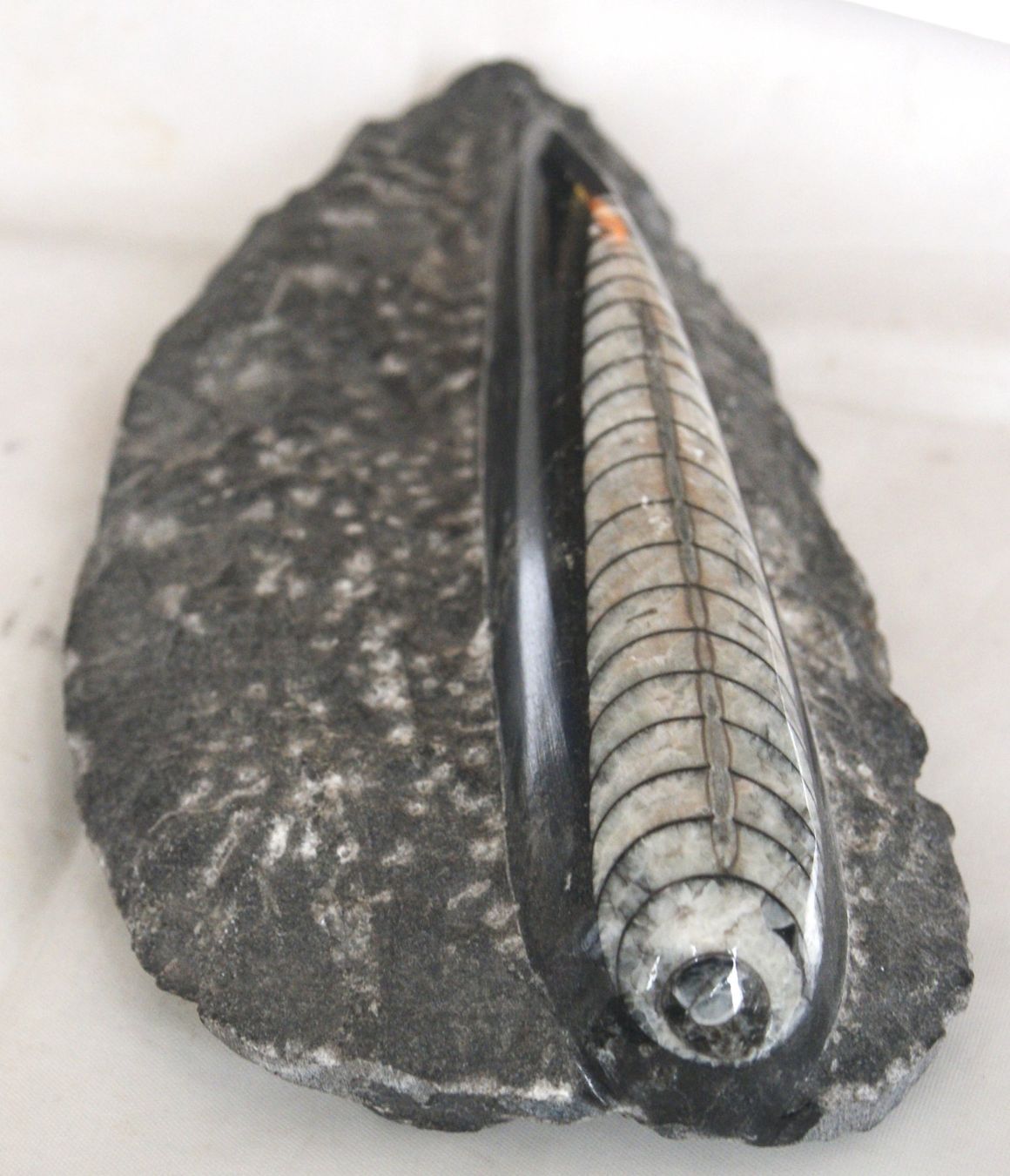 Fossili: ORTHOCERAS  "KOPFFÜSSLER" – Usato da Stadel venduto da Wald100