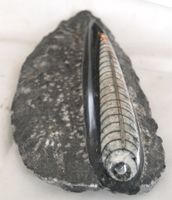 ORTHOCERAS  "KOPFFÜSSLER"