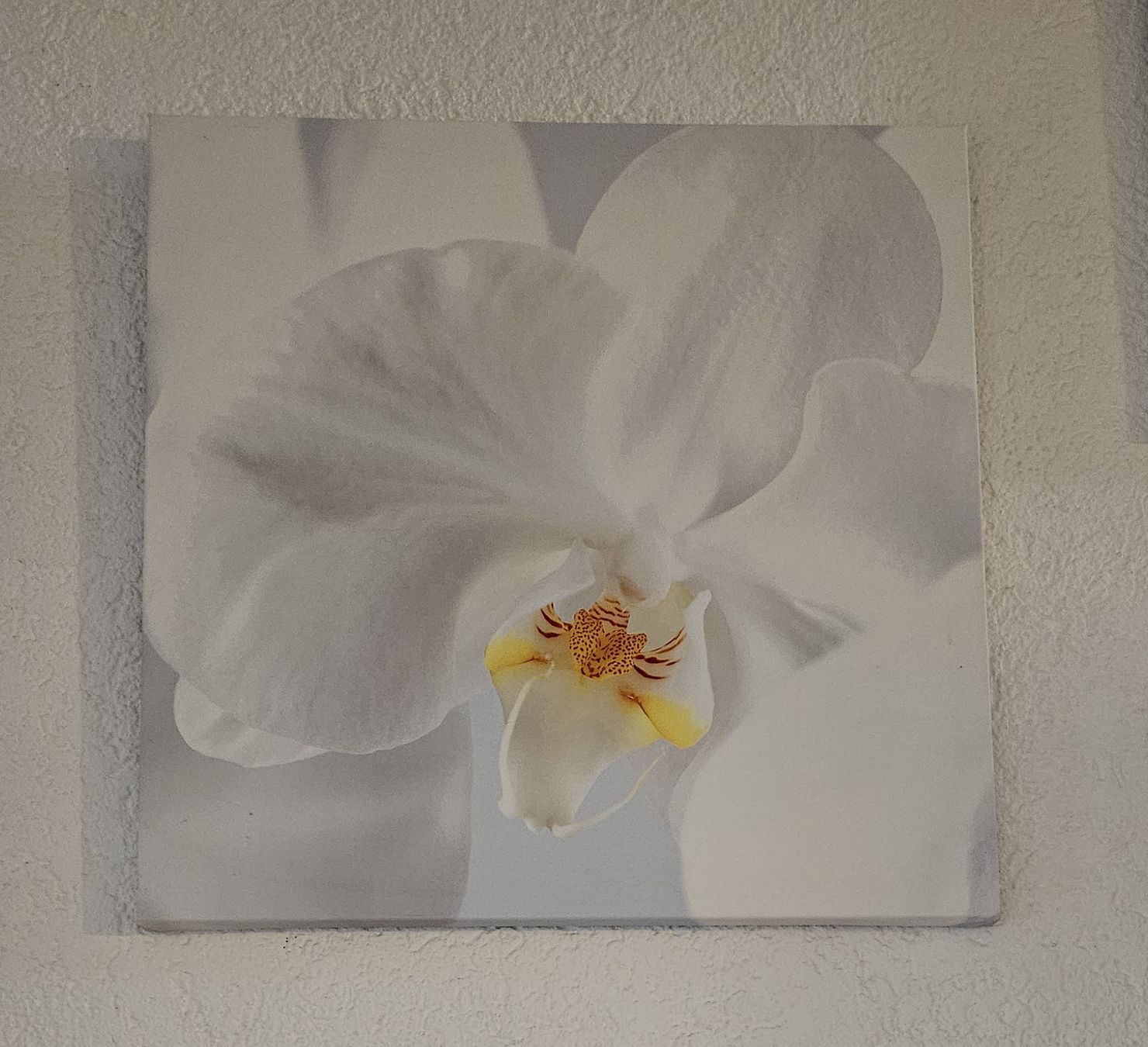 Foto & Immagini: 3 Orchideen-Leinwände - Spendenaktion – Usato da Unterkulm venduto da Beljasch 1